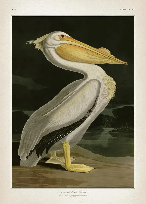 American White Pelican Print
