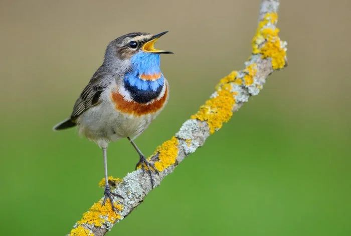 Birds