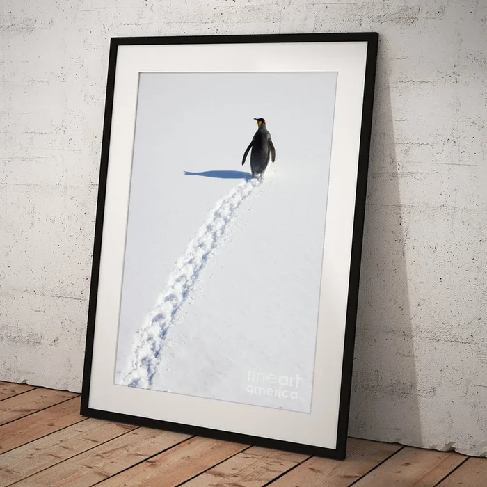 King Penguin And Tracks S Georgia Island Art Print