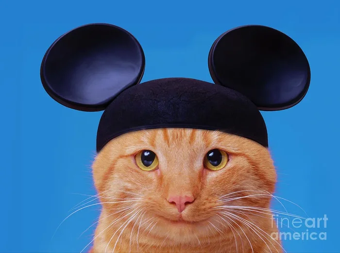 Mickey Cat