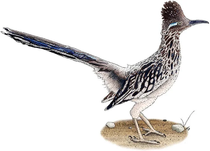 Roadrunner