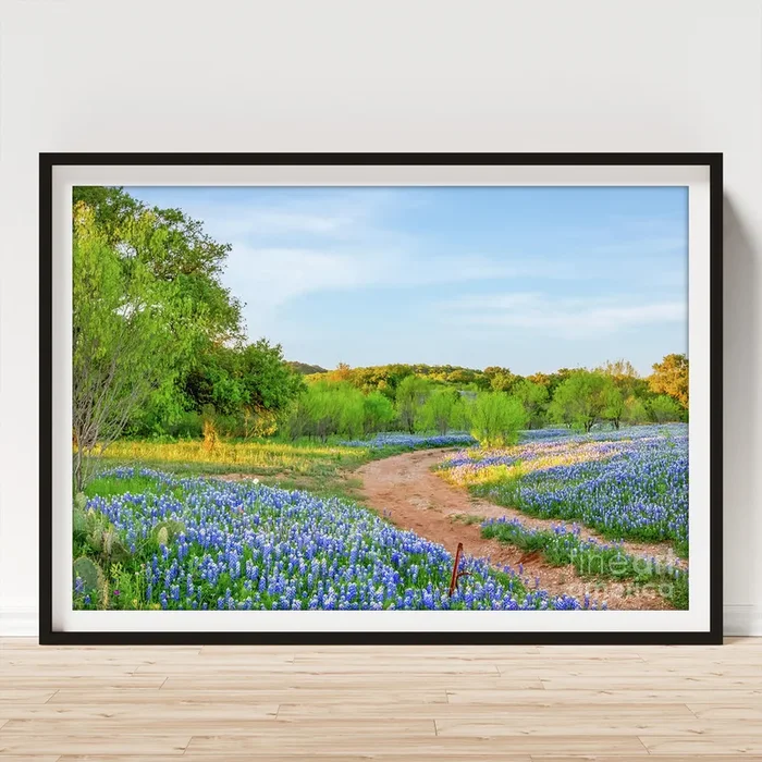 Shadows Across Texas Bluebonnets Art Print