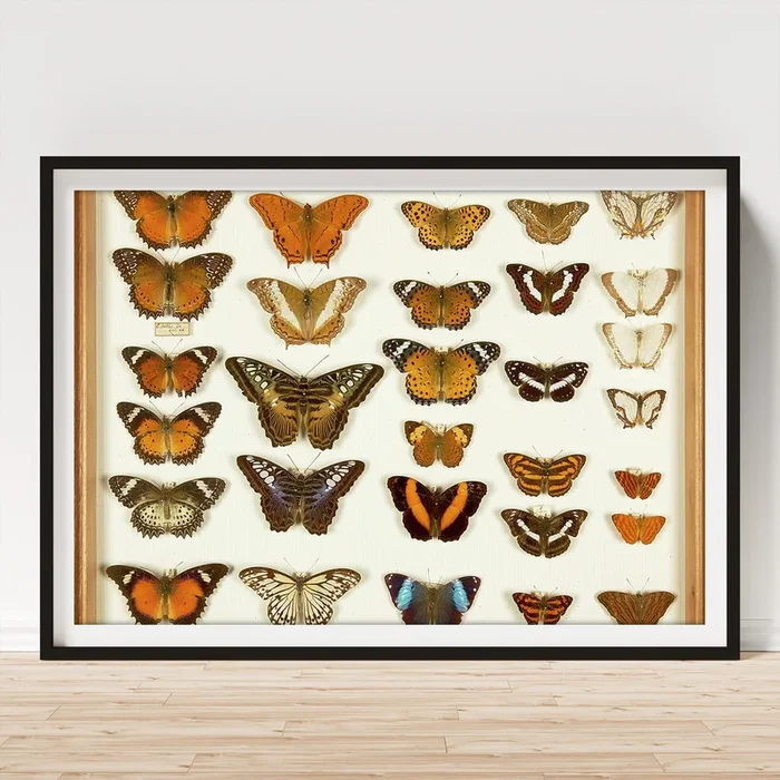 Wallace Collection Butterfly Specimens #25 Art Print