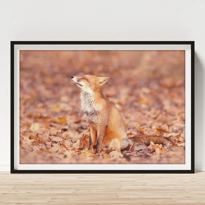 Zen Fox Series – Fall Fox Art Print